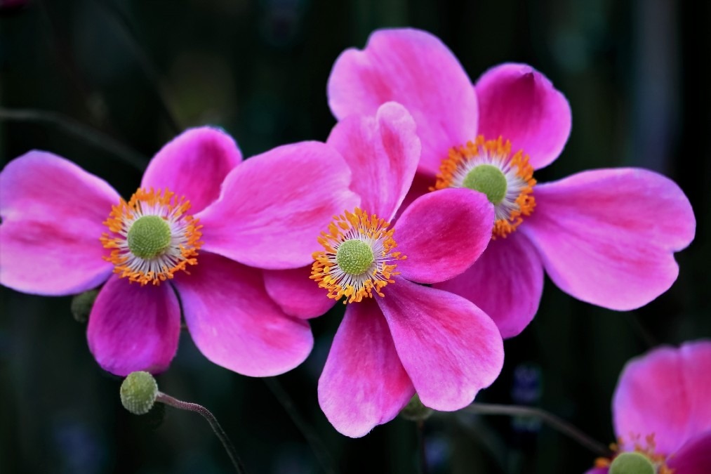 Web開発プログラマー｜希望年収500万円